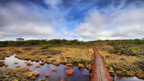 A swampy landscape and path at Alakai Swamp Trail, a challenging hike on Kauai