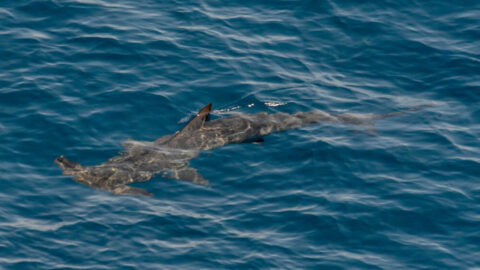 A hammerhead shark off the coast of Kauai