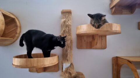 Two cats sitting on shelves at a cat cafe on Kauai