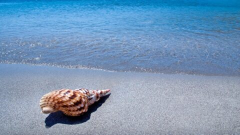 Triton's Trumpet shell on a beach in Kauai