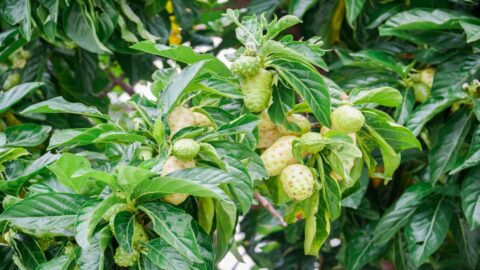 Noni growing at a farm on Kauai