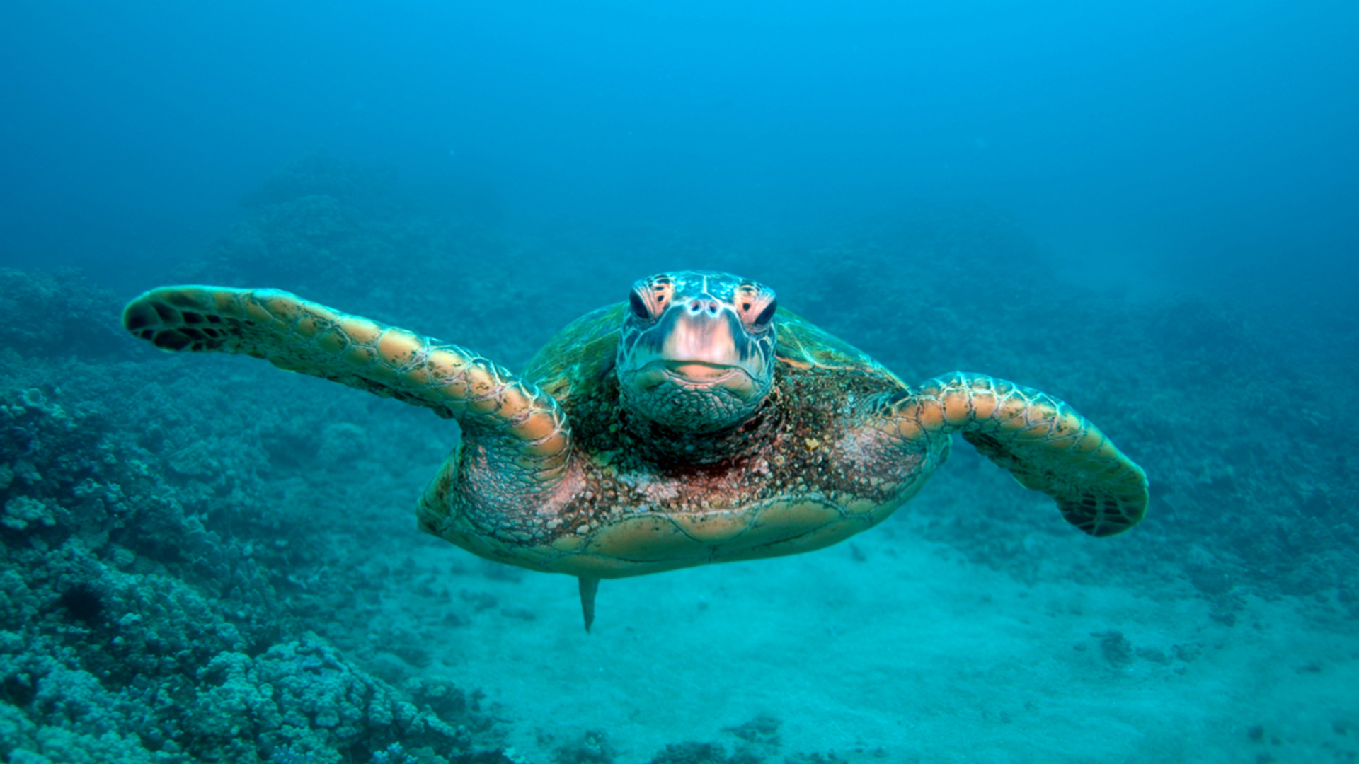 Scuba Diving in Kauai: An Unforgettable Underwater Adventure - Kauai ...